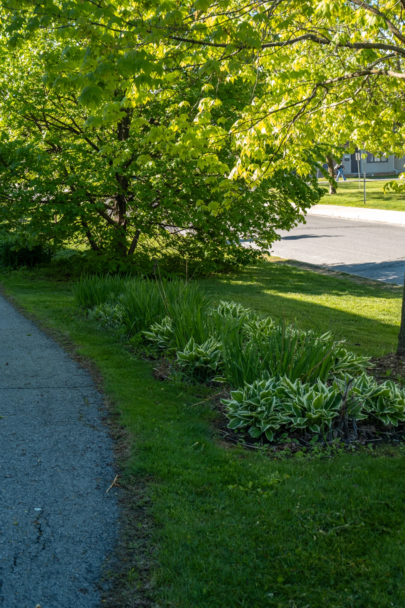 Shrub and garden bed maintenance